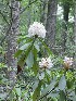 Mountain Laurel